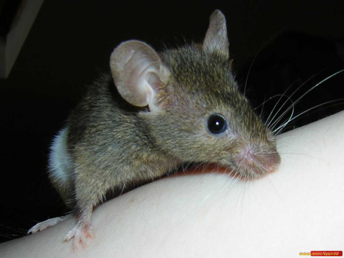 Взрослые мыши. От крыс и мышей. Мышки крысята. Мышонок или крысенок. Маленькая крыса и мышь.